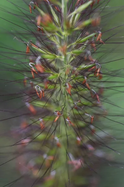 Pontos Relva Anão Fonte Poaceae Grama Perene Uma Erva Daninha — Fotografia de Stock