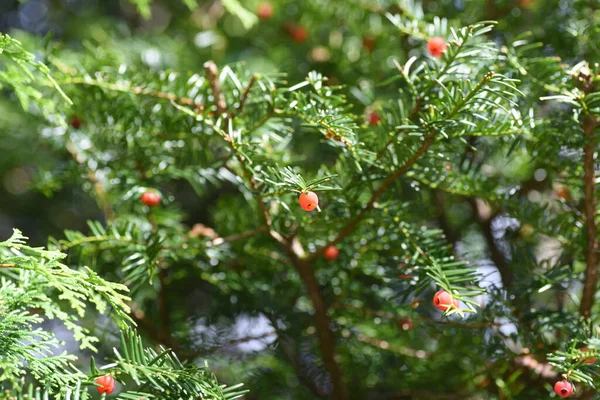 Bagas Teixo Japonês Taxaceae Conífera Perene Bagas São Usadas Para — Fotografia de Stock