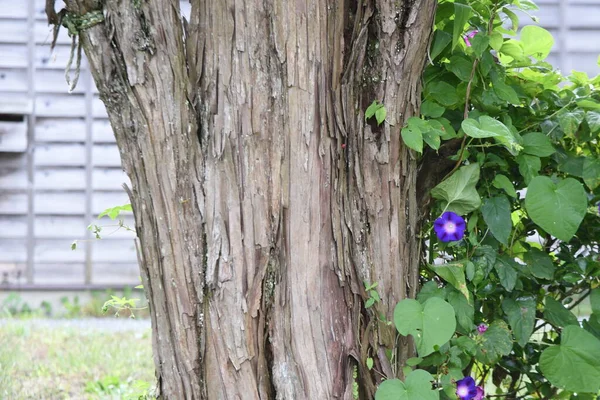 Des Baies Japonaises Taxaceae Conifères Feuilles Persistantes Les Baies Sont — Photo