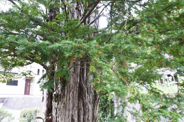 Bacche Tasso Giapponesi Taxaceae Conifera Sempreverde Bacche Sono Utilizzate Cibi — Foto Stock