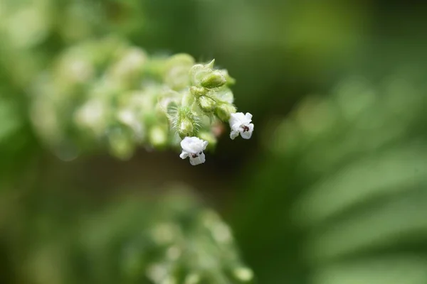 Fiori Basilico Giapponese Erba Shiso Erbe Aromatiche Annuali Lamiaceae — Foto Stock