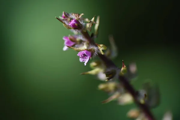 Manjericão Japonês Erva Shiso Flores Lamiaceae Erva Aromática Anual — Fotografia de Stock