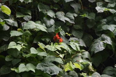 Fasulye yetiştiriciliği. Fabaceae yıllık asma sebzeleri.