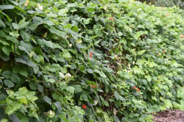 Fasulye yetiştiriciliği. Fabaceae yıllık asma sebzeleri.