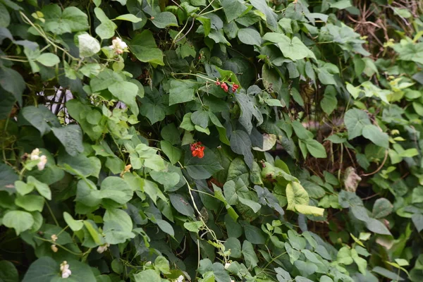 豆の栽培を 草丈の高い野菜 — ストック写真