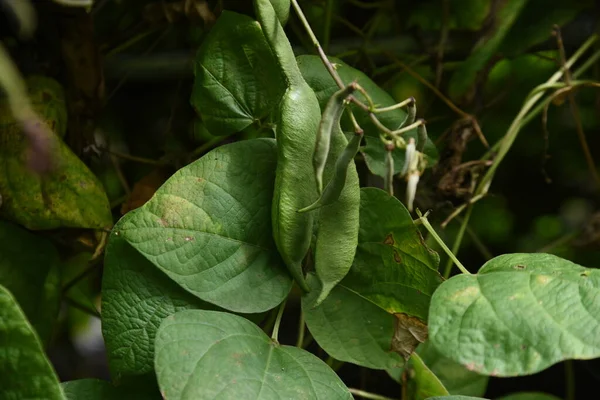 Culture Haricot Fabaceae Légumes Vigne Annuels — Photo