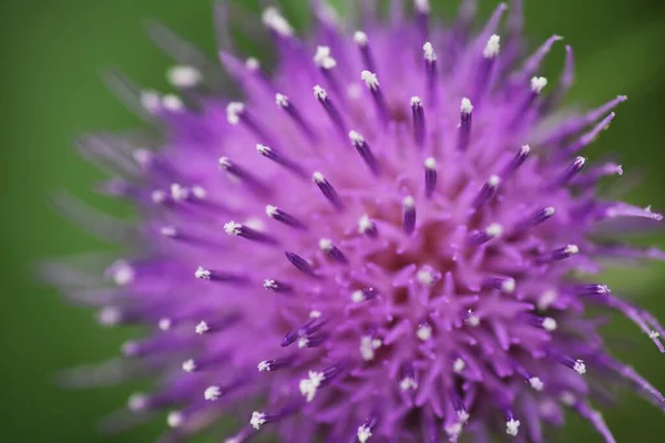 Image Rapprochée Chardon Asteraceae Plantes Vivaces Les Jeunes Feuilles Sont — Photo