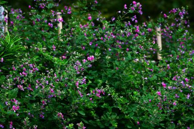  Japon çalı yoncaları Japon bahçesinde çiçek açarlar. Bu çiçek, Japonya 'daki sonbahar atmosferini sembolize eden yedi sonbahar bitkisinden biridir..