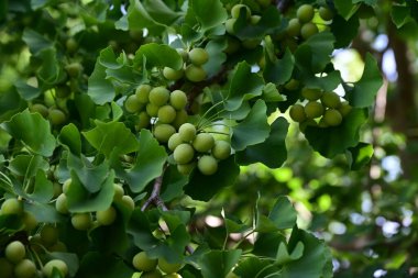 Ginkgo nuts. Ginkgoaceae deciduous dioecious. In autumn, ginkgo nuts ripen and fall, becoming a symbol of autumn in Japan. The nuts are used for food and medicine.