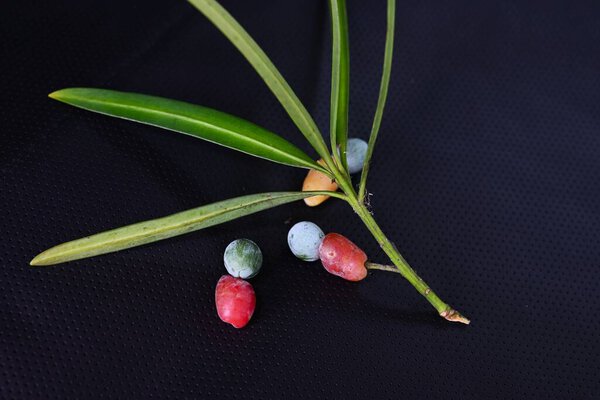  Yew plum pine (Podocarpus macrophyllus) berries. Podocarpaceae dioecious evergreen conifer. The red fruit receptacle is edible, but the blue-green seeds on top are poisonous.