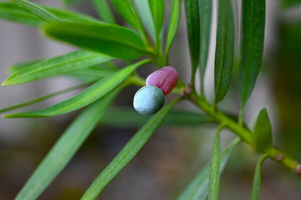  Yew plum pine (Podocarpus macrophyllus) berries. Podocarpaceae dioecious evergreen conifer. The red fruit receptacle is edible, but the blue-green seeds on top are poisonous.