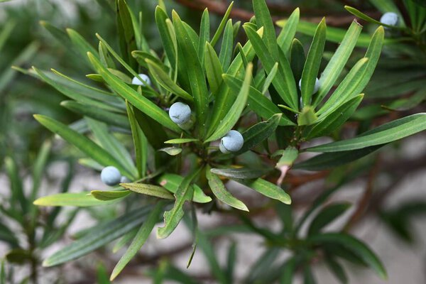  Yew plum pine (Podocarpus macrophyllus) berries. Podocarpaceae dioecious evergreen conifer. The red fruit receptacle is edible, but the blue-green seeds on top are poisonous.