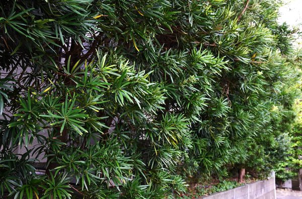  Yew plum pine (Podocarpus macrophyllus) berries. Podocarpaceae dioecious evergreen conifer. The red fruit receptacle is edible, but the blue-green seeds on top are poisonous.