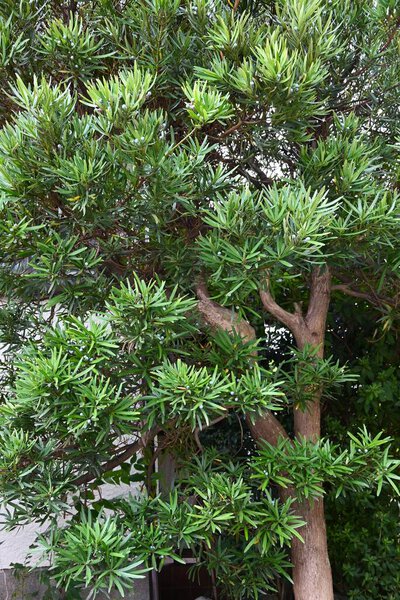  Yew plum pine (Podocarpus macrophyllus) berries. Podocarpaceae dioecious evergreen conifer. The red fruit receptacle is edible, but the blue-green seeds on top are poisonous.