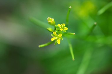 Rorippa indica (Variableleaf yellowcress) flowers. Brassicaceae perennial. A wetland weed that blooms from summer to autumn with four-petaled yellow flowers.