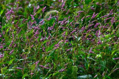  Creeping smartweed (Persicaris longiseta). Polygonaceae annual weed. Small pink flowers bloom densely on the spikes from April to November.