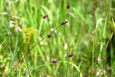 Great burnet (Sangisorba officinalia). Rosaceae perennial. Dark reddish-purple flowers bloom in spikes in autumn. Young leaves are edible and the roots are used as a medicinal herb.