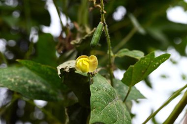 Vigna angularis (Japon siyah azuki fasulyesi). Fabaceae yıllık sarmaşığı. Sonbaharda kelebek şeklinde sarı çiçekler üretir ve çiçek açtıktan sonra yenilebilir baklagiller asılır..