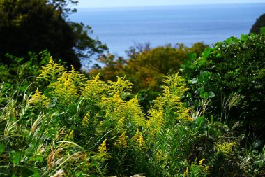  Solidago altissima (Kanada altın sarısı) çiçekleri. Asteraceae daimi. Sonbaharda panikleyen sayısız küçük sarı çiçek üreten entomophilous çiçeği..