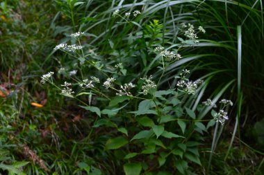 Eupatorium Makoi (Boneset) çiçekleri. Japonca adı 'Hiyodori-bana'. Asteraceae daimi. Beyaz boru çiçekleri yazdan sonbahara kadar kümeler halinde açar..