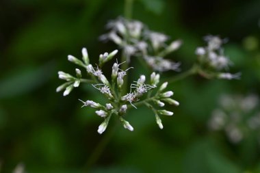 Eupatorium Makoi (Boneset) çiçekleri. Japonca adı 'Hiyodori-bana'. Asteraceae daimi. Beyaz boru çiçekleri yazdan sonbahara kadar kümeler halinde açar..