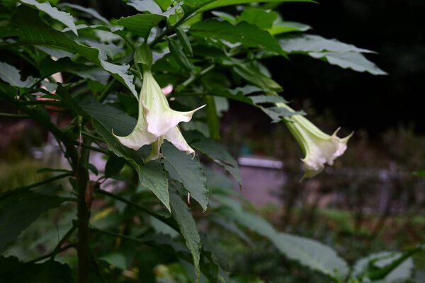 Рог ангела (Brugmansia suaveolens) цветы. Solanaceae evergreen shrub - ядовитые растения. Цветы в форме трубы цветут вниз с лета по осень.