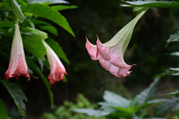 Рог ангела (Brugmansia suaveolens) цветы. Solanaceae evergreen shrub - ядовитые растения. Цветы в форме трубы цветут вниз с лета по осень.