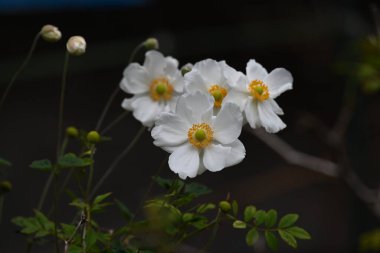 Japon şakayığı (Anemone hupehensis) beyaz çiçekler. Ranunculaceae daimi zehirli bitki. Sonbaharda çiçek sapları üzerinde zarif çiçekler açar..