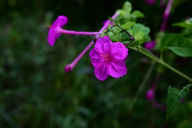 Peru Marvel (Mirabilis Jalapa) çiçekleri. Tropikal Amerika 'nın daimi Nyctaginaceae' si. Saat 16: 00 sularında çiçek açar, bu yüzden 'Saat 4: 00 Çiçeği' olarak adlandırılır..