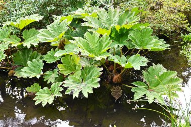 Gunnera manicata (Dev ravent) yaprakları. Gunneraceae daimi tropikal bitkileri. Suyun yanında yetişir ve büyük yapraklarla karakterize edilir..