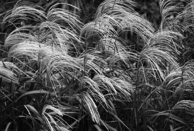 'Japon pampa otları' Japonya 'da sonbaharın bir sembolüdür. Meltemde sallanan gümüşi beyaz pampaların görüntüsü sonbaharın yedi otundan biri gibi sevilir..