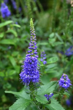  Pseudolysimachion alt oturum çiçekleri. Plantaginaceae daimi. Sayısız küçük mavi-mor çiçekler yazın uzun sivri uçlarda çiçek açar..