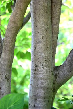  Dendropanax Trifidus meyveleri. Aaliaceae her zaman yeşil ağaç. Küçük çiçekler yazın çiçek açar ve meyveler (böğürtlenler) sonbaharda koyu mor renge dönüşür..