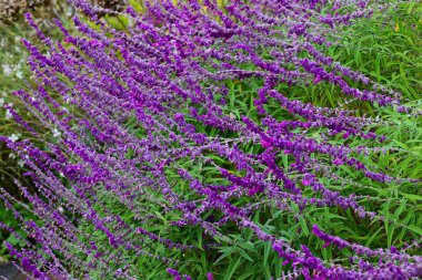 Meksika çalı çayı (Salvia leucantha) çiçekleri. Lamiaceae daimi bitkisi. Sonbaharda çiçek açan ince tüylerle kaplı mor çiçekler..