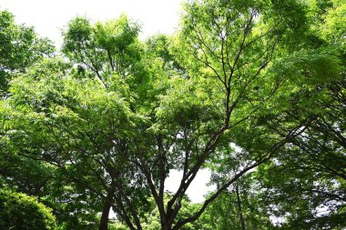 Zelkova Serrata 'nın taze yeşil yaprakları (Japon Keyaki). Ulmaceae yapraklı ağaç. Testere dişli yapraklar değişkendir ve yaz başında taze yeşil yapraklar güzeldir..