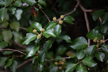 Japon sarmaşığı (Hedera rhombea). Araliaceae her zaman yeşil üzüm. Küçük, sarı-yeşil, beş yapraklı çiçekler sonbaharda küresel sümbüllerde açar..