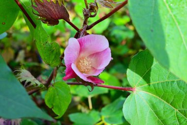  Gossypium (Pamuk) çiçeği. Malvaceae daimi. Yazdan sonbahara, çiçekler sabahları açar ve akşamları solar..