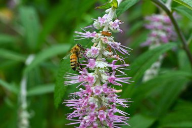  Rostrinucula çiçeklere bağımlıdır. Çin 'e yayılmış lamiaceae yaprak döken çalısı. Pembe çiçekler, yazdan sonbahara sarkan sivri uçlarda açar..