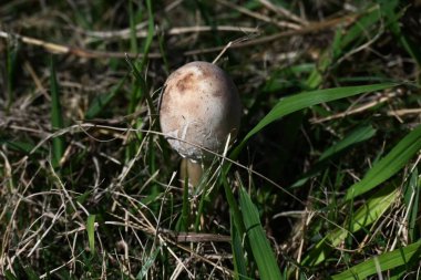 Klorofilyum molibditler (sahte şemsiye). Agaricaceae zehirli mantar. Onu yemek kusma, ishal, karın ağrısı ve diğer zehirli semptomlara neden olabilir..
