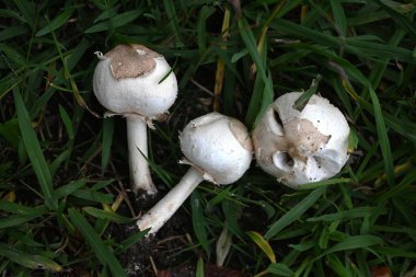 Klorofilyum molibditler (sahte şemsiye). Agaricaceae zehirli mantar. Onu yemek kusma, ishal, karın ağrısı ve diğer zehirli semptomlara neden olabilir..