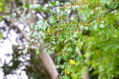 Ulmus parvifolia (Lacebark elm) Sonbahar yaprakları ve samara. Ulmaceae yapraklı ağaç. Sonbaharda çiçekler açar, samara ve güzel sarı yapraklar üretir..