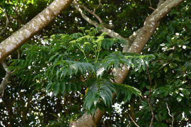 Zanthoxylum hastanthoides (Japonca dikenli -kül). Rutaceae yapraklı yaprak döken ağaç. Yazın çiçek açar ve meyve sonbaharda koyu mora dönüşür ve tohum üretir..