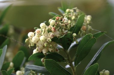  Çilek ağacı (Arbutus unedo) çiçekler ve böğürtlenler. Ericaceae her daim yeşil çalı. Çan şeklinde çiçekler sonbaharda açar ve liçi gibi böğürtlenler olgunlaştığında yenilebilir..
