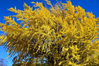 Ginkgo ağaçlarının sarı yaprakları Japonya 'da sonbaharın bir sembolüdür. Mevsimlik arkaplan materyali.