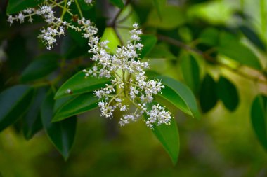 Glossy privet (Ligustrum lucidum). Oleaceae evergreen tree. Numerous yellow-white flowers bloom in panicles around June, and purple-black fruits are produced in late autumn.