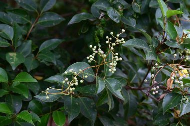 Glossy privet (Ligustrum lucidum). Oleaceae evergreen tree. Numerous yellow-white flowers bloom in panicles around June, and purple-black fruits are produced in late autumn.