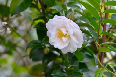 Sasanqua çiçekleri. Theaceae her zaman yeşil bir çalı. Beş yapraklı çiçekler sonbahardan kışa kadar açar ve çit olarak kullanılırlar..