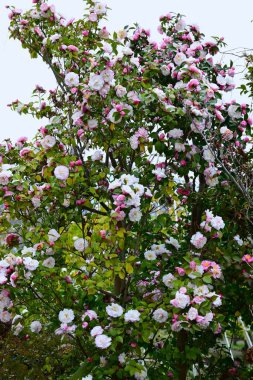 Sasanqua çiçekleri. Theaceae her zaman yeşil bir çalı. Beş yapraklı çiçekler sonbahardan kışa kadar açar ve çit olarak kullanılırlar..