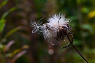 Cirsium japonicum 'un kabarıklığı. Asteraceae daimi. Tüylü tohumlar çiçeklendikten sonra üretilir ve rüzgâr tarafından dağıtılırlar..