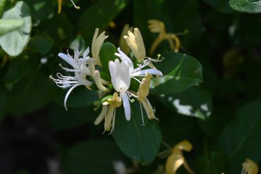  Japon hanımeli (Lonicera japonica). Caprifoliaceae Evergreen Asması. Kokulu beyaz çiçekler yazın başlarında açar ve meyveler sonbaharda parlak bir siyaha dönüşür..
